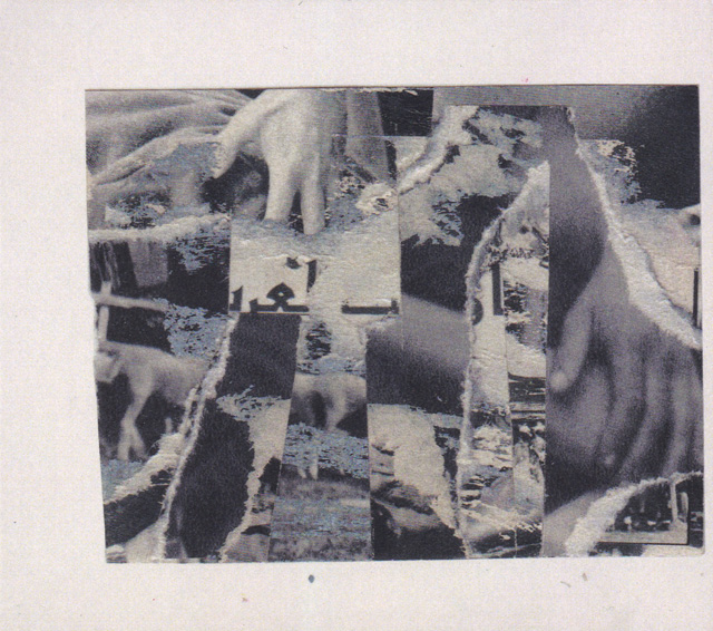 Bestand:PothamusPothamusICDEPscan - 0047057.jpg