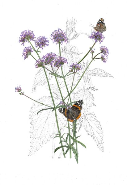 Bestand:Verbena-Urtica dioica- Atalanta-aquarel-grafiet.jpg
