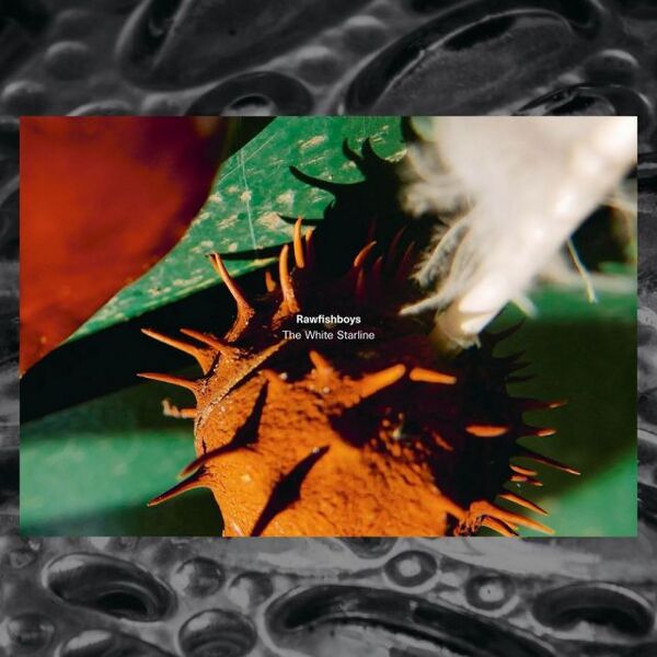 Bestand:RawfishboysWhitestarlineVinylLPalbumscan - 0046075.jpg