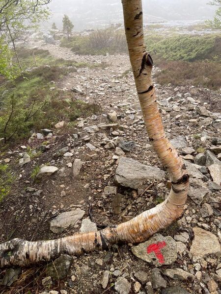 Bestand:A room in florli.jpeg