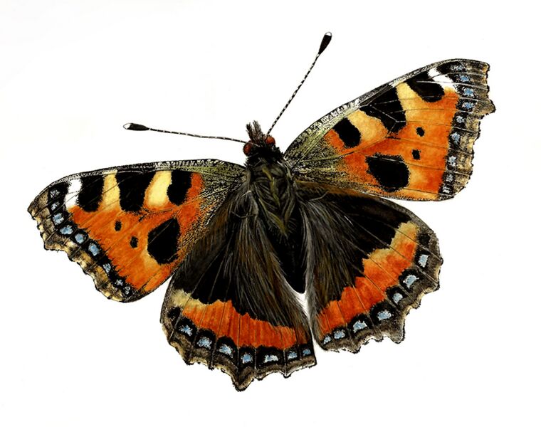 Bestand:Aglais urticae-aquarel.jpg