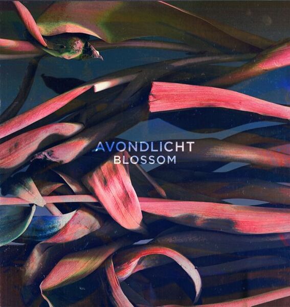 Bestand:AvondlichtBlossomVinyl12EPscan - 0042790.jpg