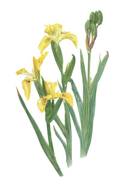 Bestand:Gele lis-aquarel.jpg