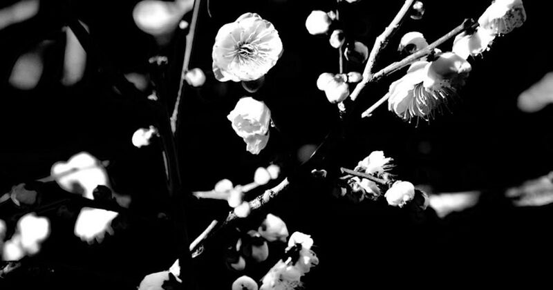 Bestand:Trees de mits.jpg